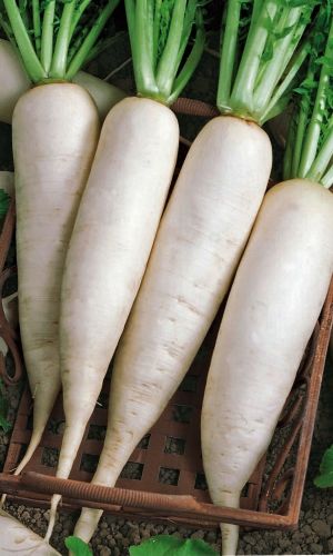 Дайкон РУССКИЙ ДЕЛИКАТЕС
