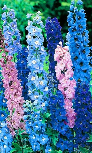 Дельфиниум ЛЕТНИЙ ТАНЕЦ