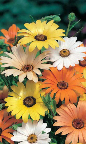 Диморфотека СМЕСЬ ОКРАСОК