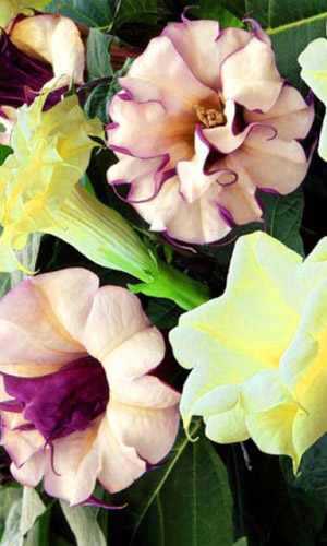 Дурман МАХРОВАЯ СМЕСЬ