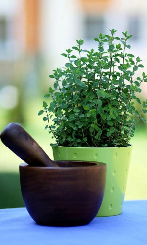 Душица (оригано) ХУТОРЯНКА