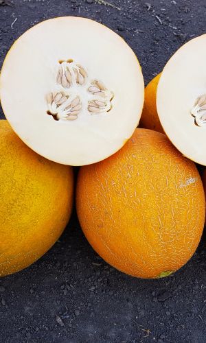 Дыня МЛАДКА-СЛАДКА