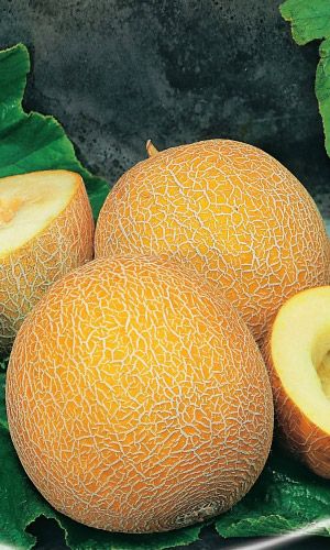 Дыня УСЛАДА