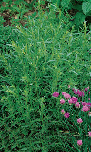 Эстрагон ГРИБОВСКИЙ