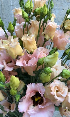 Эустома ФАЛЬДА СМЕСЬ F1