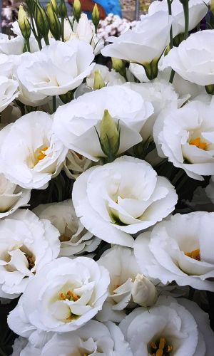 Эустома крупноцветковая СЮИТА БЕЛАЯ