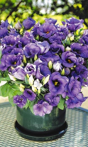 Эустома крупноцветковая СЮИТА СИНЯЯ