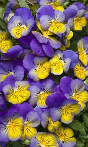 Фиалка рогатая СОРБЕТ МОРФО F1