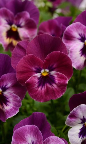 Фиалка рогатая СОРБЕТ РАСПБЕРРИ F1