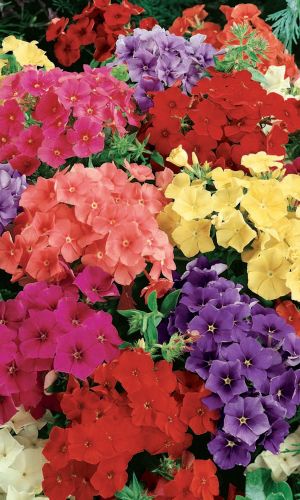 Флокс друммонда СЕСИЛИЯ