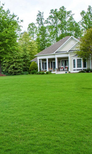 Газон МИЛЛИОНЕР® 20 г