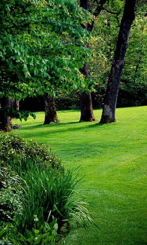 Газон ТЕНИСТЫЙ СКВЕР 20 г