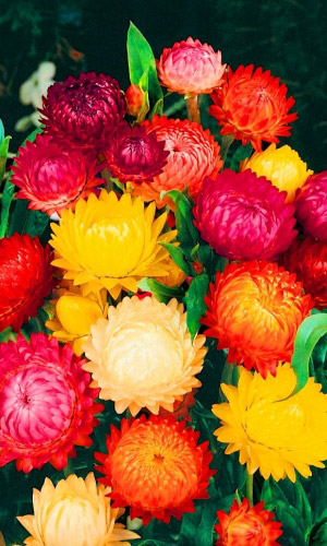 Гелихризум ПАМЯТЬ ЛЕТА махровый