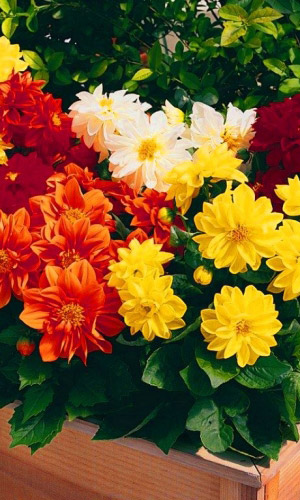 Георгина ЖЕЛАННАЯ