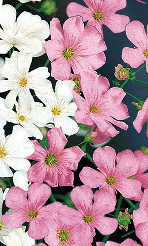 Гипсофила изящная ПЁСТРОЕ ОБЛАКО