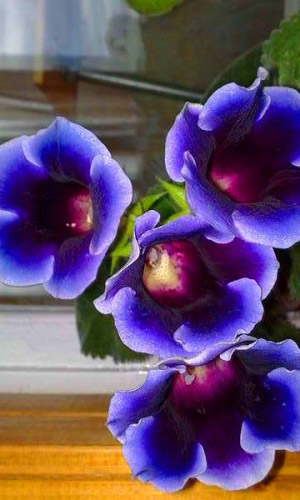 Глоксиния императрица ГОЛУБАЯ ПИКОТИ