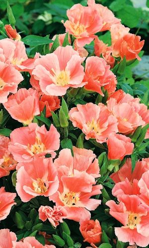 Годеция ОРАНЖ ГЛОРИ