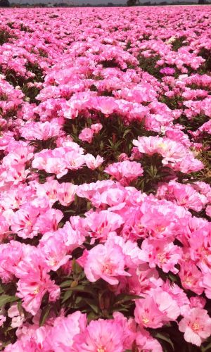 Годеция РОЗОВЫЙ ЗАКАТ