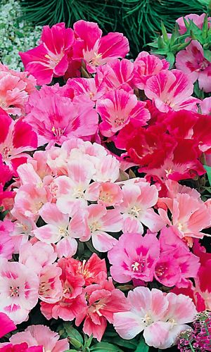 Годеция СТРЕКОЗА