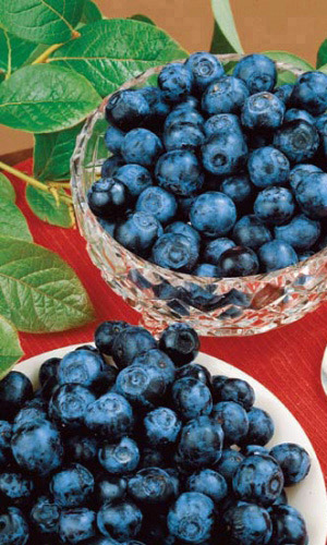 Голубика ЧУДО ЯГОДА