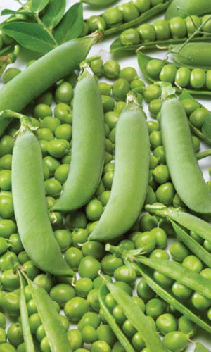 Горох АЛЬФА