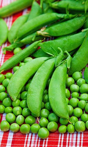 Горох ЧУДО КЕЛЬВЕДОНА