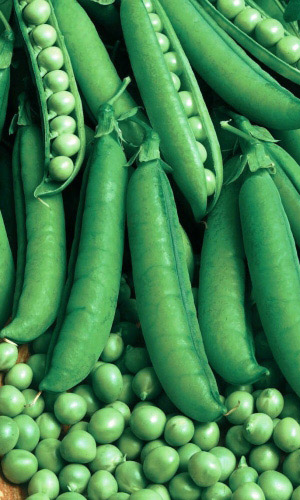 Горох МИНИСТЕРСКИЙ