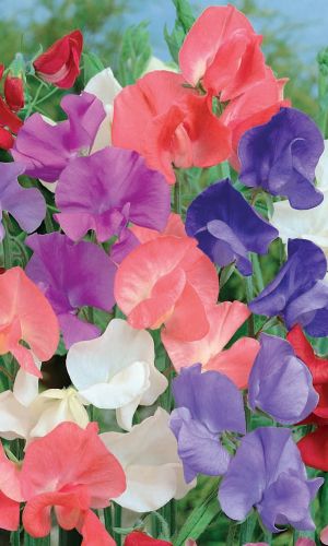 Горошек душистый СПЕНСЕР МИКС