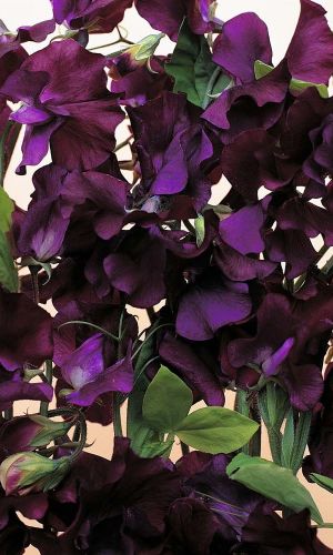 Горошек душистый ВИШНЁВЫЙ БАРХАТ