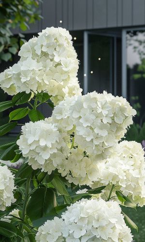 Гортензия ПОЛАР БИР