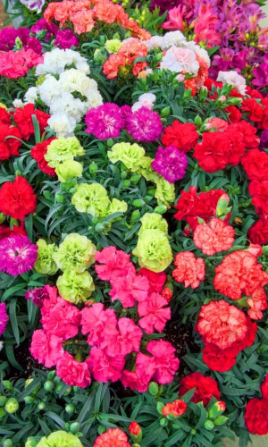 Гвоздика гренадин ЯРКАЯ СМЕСЬ