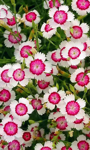 Гвоздика травянка ВАЙТ-РЕД