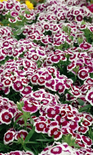 Гвоздика турецкая ДВУХЦВЕТНАЯ