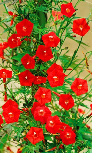 Ипомея квамоклит КАРДИНАЛ