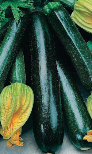 Кабачок ФАРАОН