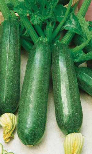 Кабачок СКВОРУШКА цукини