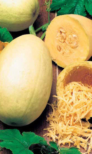 Кабачок МАКАРОННАЯ ФАБРИКА