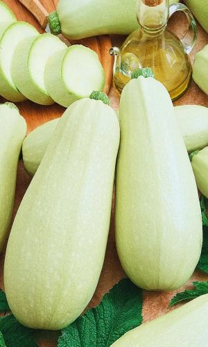 Кабачок РОЛИК