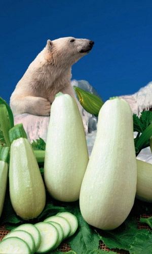 Кабачок СЕВЕРНЫЙ МИШКА УД
