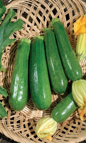 Кабачок УРАЛЬСКАЯ УСАДЬБА &mdash; Мякоть плотная, почти без семян! Вкус нежный, сладковатый!