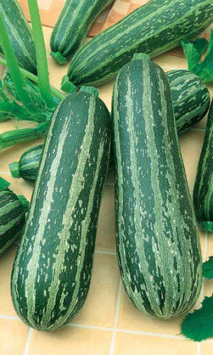 Кабачок ЗЕБРА