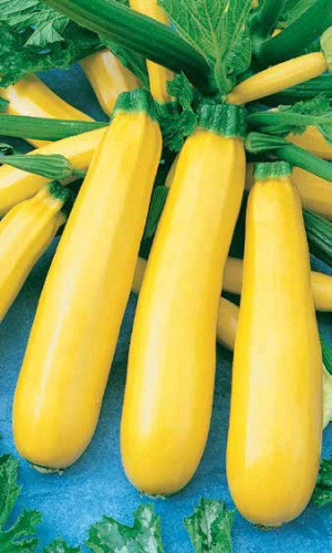 Кабачок ЖЕЛТОПЛОДНЫЙ