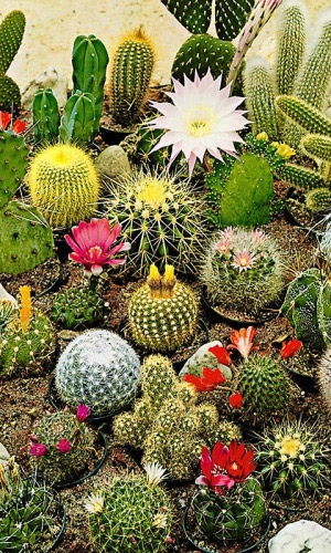 Кактус СМЕСЬ ВИДОВ