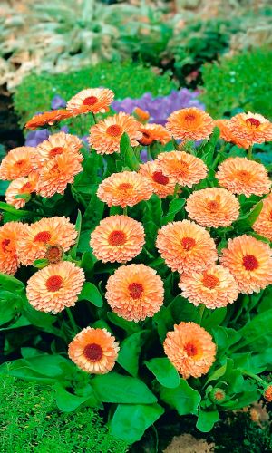 Календула АБРИКОС &mdash; Для клумб, рабаток и срезки