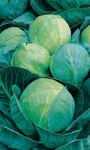 Капуста АГРЕССОР F1