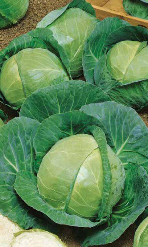 Капуста БЕЛОРУССКАЯ 455