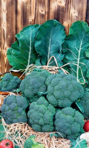 Капуста брокколи КАСПАР F1