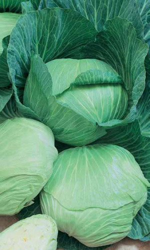 Капуста ЧУДО НА ХРАНЕНИЕ F1