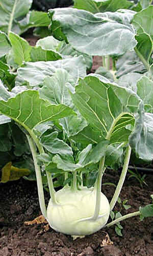 Капуста кольраби ВЕНСКАЯ БЕЛАЯ 1350