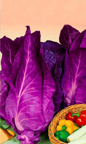 Капуста краснокочанная КАЛИБОС